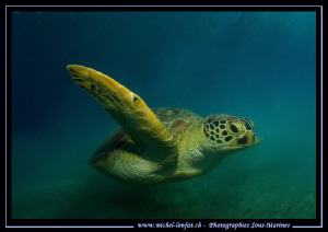 Turtle in Marsa Shagra... :O)... by Michel Lonfat 